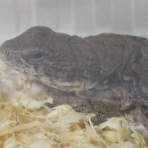 Ctenosaura quinquecarinata