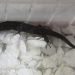 Gonatodes albogularis