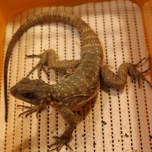 Oplurus quadrimaculatus