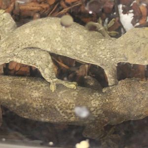 Blaesodactylus boivini