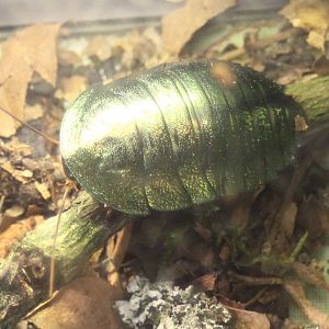 Corydidarum magnifica