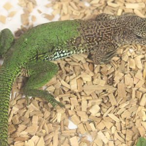 Ameiva amaeiva