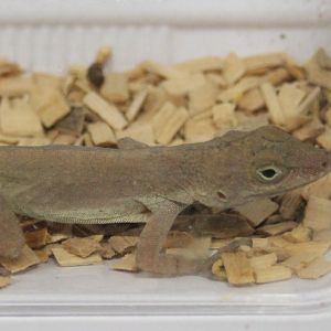 Anolis cristateus