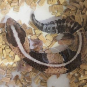 Hemitheconyx caudicinctus