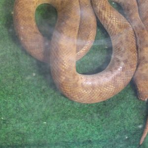 Antaresia perthensis