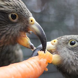 Pair of Kea's eating a carrot. (Handfeed)