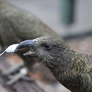 Hand feeding the Kea Peanut Butter
