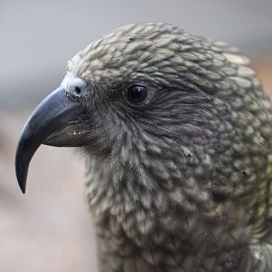 Close up of Kea