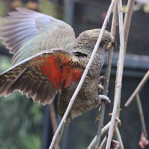 Beautiful wing colouration of a Kea