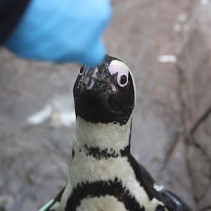 Hand feeding a Penguin