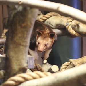 Tree Kangaroo, from view inside house