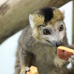 Crowned Lemur