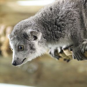 Female Crowned Lemur