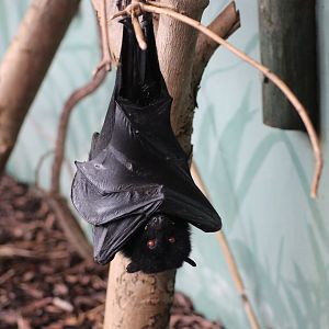 Inside the Livingstone Bat House.