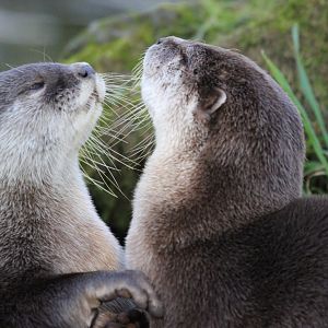Asian Short Clawed Otters