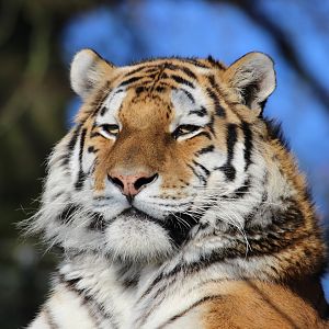 Amur Tiger