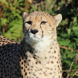 A beautiful Cat which shares the same name as my ex .......... A Cheetah