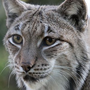 Lynx
