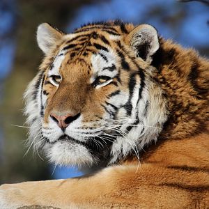 Amur Tiger