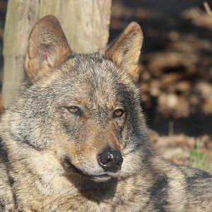 Carlos the Iberian Wolf
