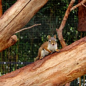 American red squirrel (Tamiasciurus hudsonicus)