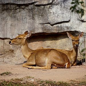 Hainan Eld's deer