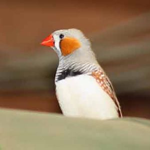 Zebra Finch