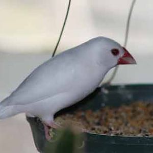 Zebra Finch White