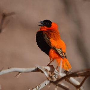 Euplectes franciscanus