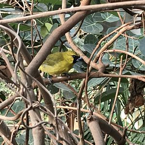 America Tropicana - Yellow cardinal 171018
