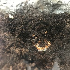 America Tropicana - Ornate horned frog 171018