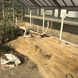 America Tropicana - open top lizard exhibit 171018