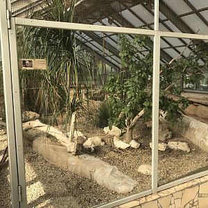 America Tropicana - Burrowing owl exhibit 171018