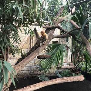America Tropicana - Golden Lion Tamarin exhibit 171018