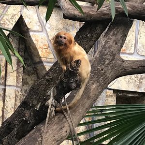 America Tropicana - Golden Lion Tamarin 171018
