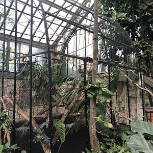 America Tropicana - Golden Lion Tamarin exhibit 171018