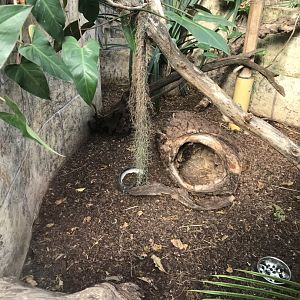 America Tropicana - Southern three-banded armadillo exhibit 171018