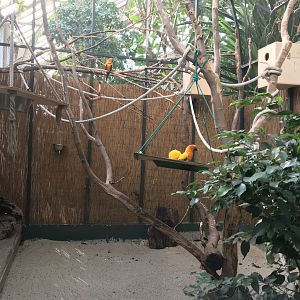 America Tropicana - Sun conure exhibit 171018