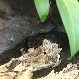 America Tropicana - Rococo toad 171018