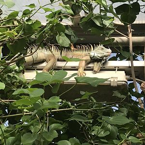 America Tropicana - Free-roaming Green iguana 171018