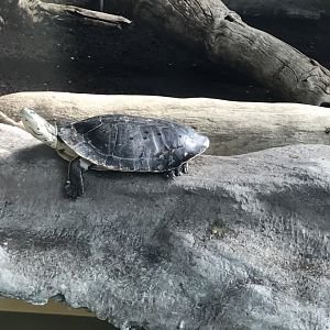 America Tropicana - Hilaire's side-necked turtle 171018