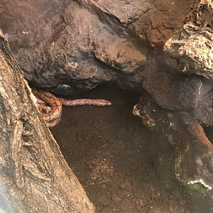 America Tropicana - Brazilian rainbow boa (Epicrates cenchria cenchria) 171018