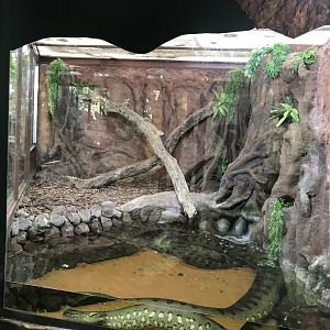 America Tropicana - Green anaconda exhibit 171018