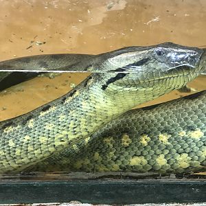 America Tropicana - Green anaconda 171018