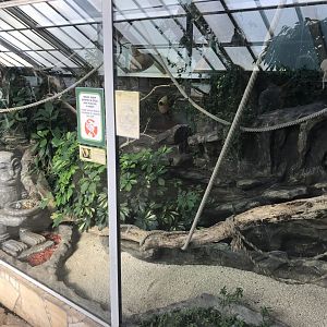 America Tropicana - Pygmy marmoset exhibit 171018