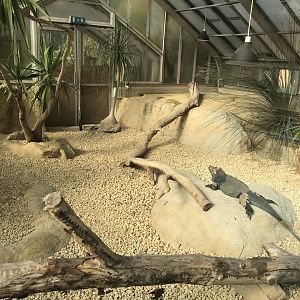 America Tropicana - Rhinoceros iguana exhibit 171018