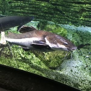 Red-tailed catfish 171018