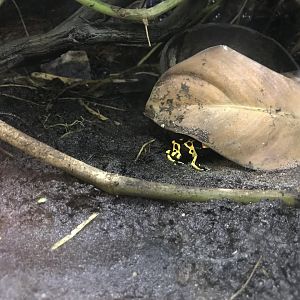 Yellow-banded poison dart frog 171018