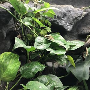 Cuban tree frog 171018