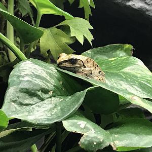 Cuban tree frog 171018